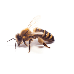 Bees