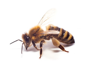 Bees