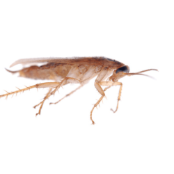 Cockroaches