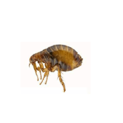 Fleas