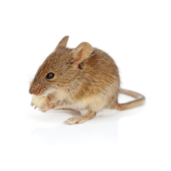 Rats Mice