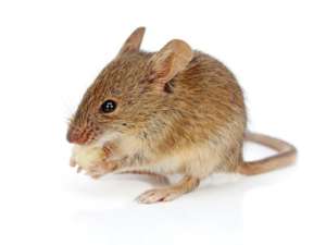 Rat