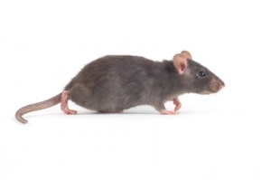 rat & mice