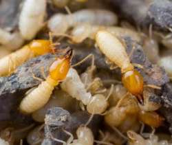 Close up termites or white ants