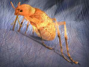 fleas